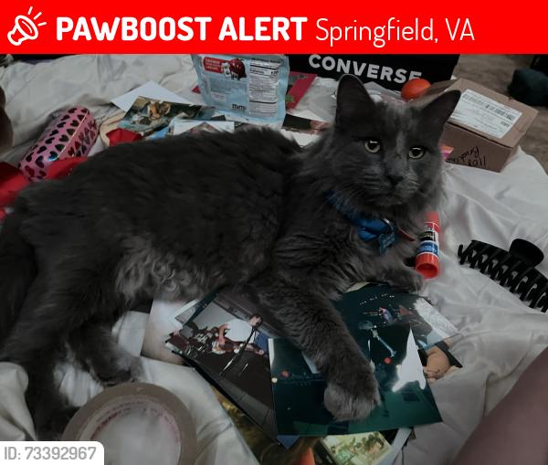 Lost Male Cat last seen Near curving creek blvd, Springfield, VA 22153