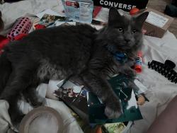 Lost Male Cat last seen Near curving creek blvd, Springfield, VA 22153