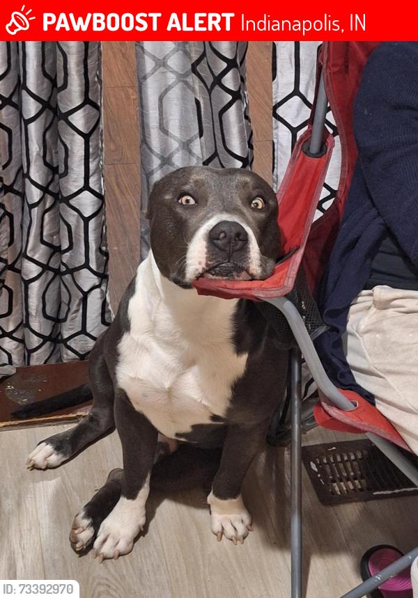 Lost Male Dog last seen Visto por última vez en la E 34TH ST keytone, Indianapolis, IN 46218