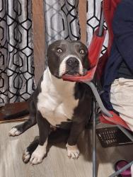Lost Male Dog last seen Visto por última vez en la E 34TH ST keytone, Indianapolis, IN 46218