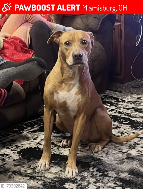 Lost Male Dog last seen Jamaica Road and 725, Miamisburg, OH 45342