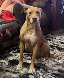 Lost Male Dog last seen Jamaica Road and 725, Miamisburg, OH 45342