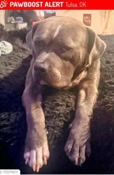 Lost Male Dog last seen 2nd and charlespage, Tulsa, OK 74127