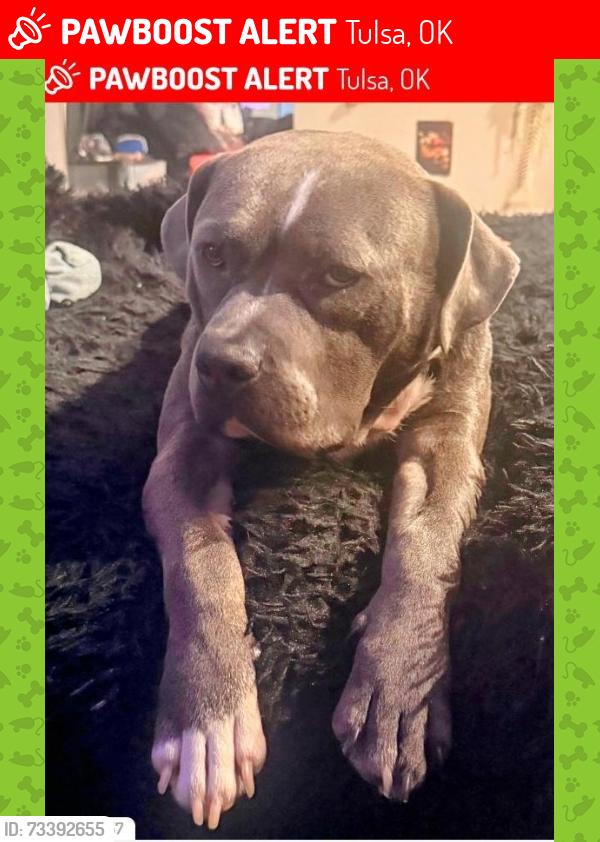 Lost Male Dog last seen 2nd and charlespage, Tulsa, OK 74127