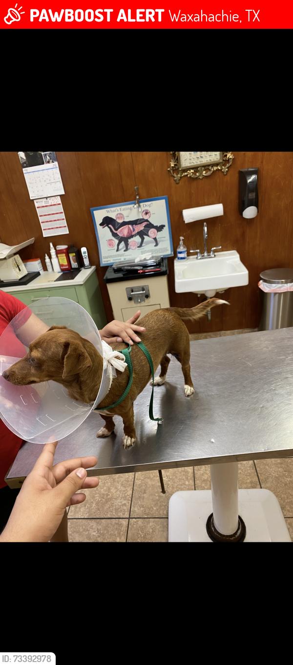 Lost Female Dog last seen Near Randy dr Crowley tx 76036, Waxahachie, TX 75165