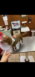 Lost Female Dog last seen Near Randy dr Crowley tx 76036, Waxahachie, TX 75165