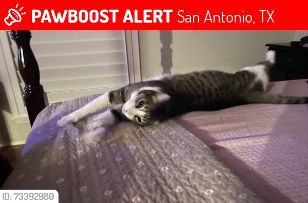 Lost Male Cat last seen Near Tarton Lane, San Antonio, TX 78207