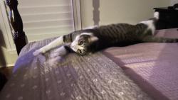 Lost Male Cat last seen Near Tarton Lane, San Antonio, TX 78207