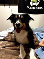 Found/Stray Male Dog last seen 12th and Yosemite, Denver colorado, Denver, CO 80220