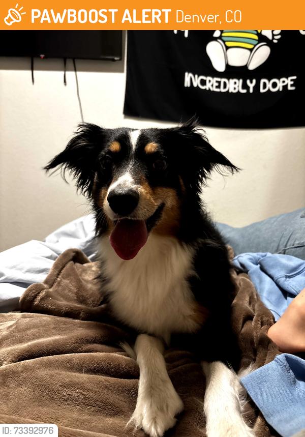 Found/Stray Male Dog last seen 12th and Yosemite, Denver colorado, Denver, CO 80220