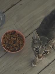 Found/Stray Female Cat last seen Ringgold ga, Ringgold, GA 30736
