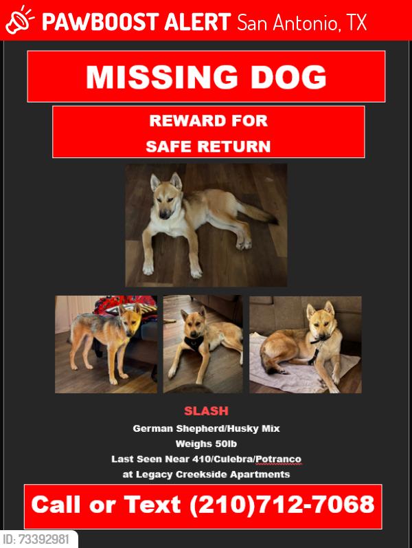 Lost Male Dog last seen Potranco and Culebra, San Antonio, TX 78251