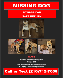 Lost Male Dog last seen Potranco and Culebra, San Antonio, TX 78251