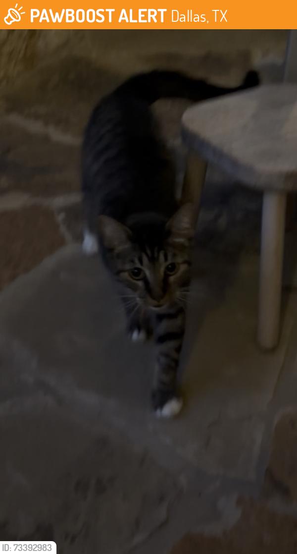 Found/Stray Unknown Cat last seen Near Preston Rd & Northwest Highway, Dallas, TX 75225