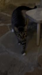 Found/Stray Unknown Cat last seen Near Preston Rd & Northwest Highway, Dallas, TX 75225