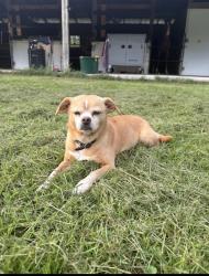 Lost Female Dog last seen On owners property, Ocala, FL 34482