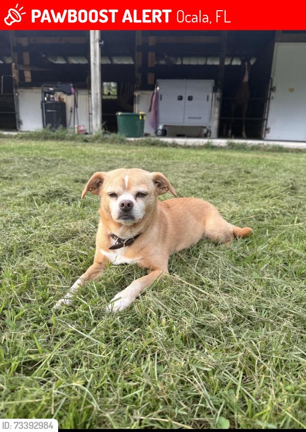 Lost Female Dog last seen On owners property, Ocala, FL 34482