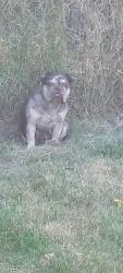Found/Stray Female Dog last seen Princeton Avenue and Glenrose Avenue, Sacramento, CA 95815