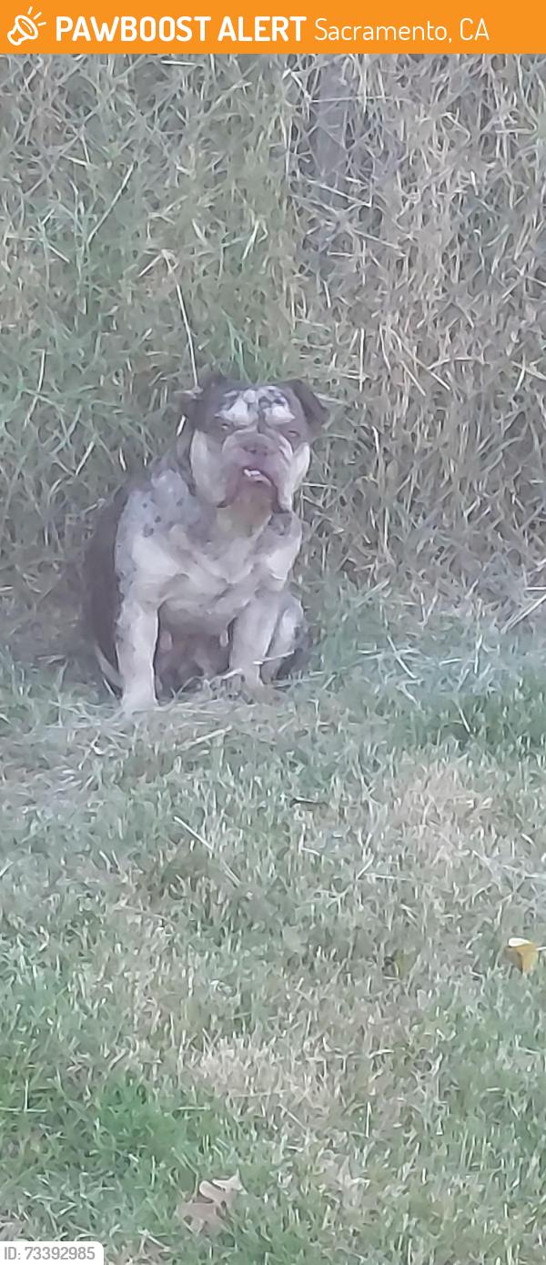 Found/Stray Female Dog last seen Princeton Avenue and Glenrose Avenue, Sacramento, CA 95815
