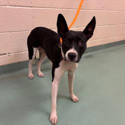 Shelter Stray Female Dog last seen , 2350 Appling City Cove, Memphis, TN 38133, USA