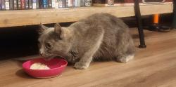 Found/Stray Female Cat last seen Near S Birch St, Bennett, CO 80102, Bennett, CO 80102