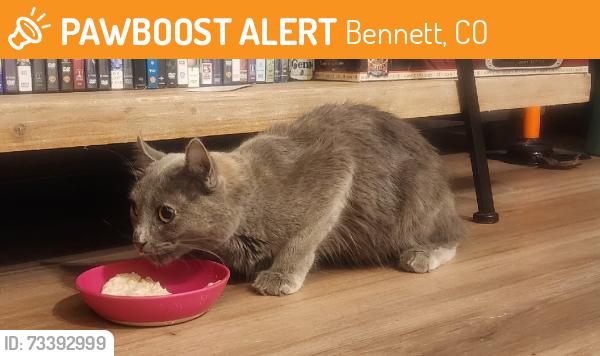 Found/Stray Female Cat last seen Near S Birch St, Bennett, CO 80102, Bennett, CO 80102