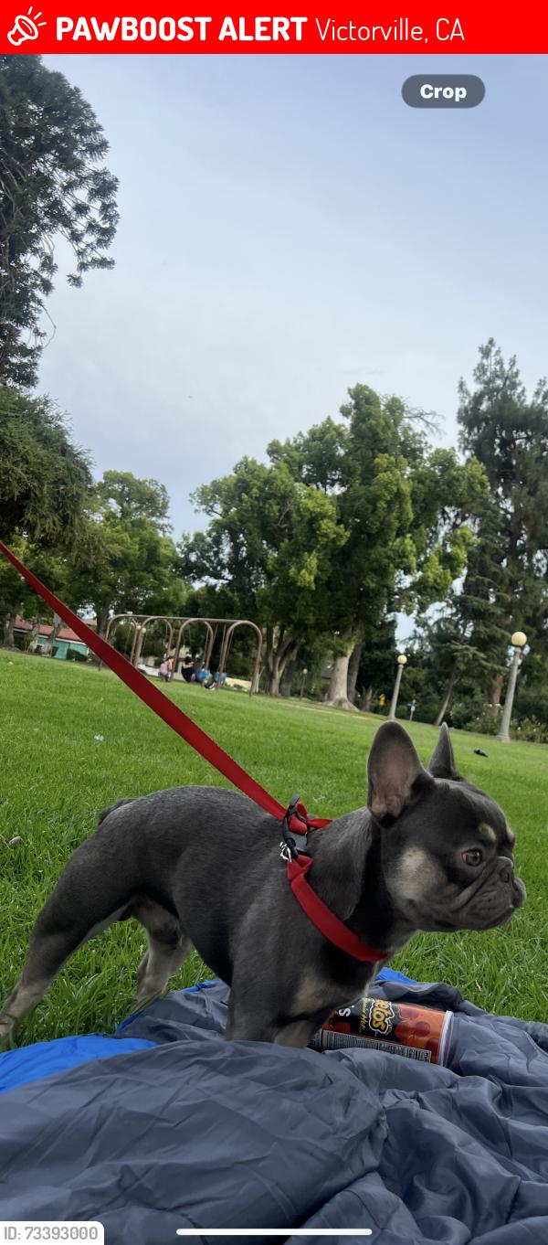 Lost Male Dog last seen red river king ranch area, Victorville, CA 92392
