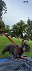 Lost Male Dog last seen red river king ranch area, Victorville, CA 92392