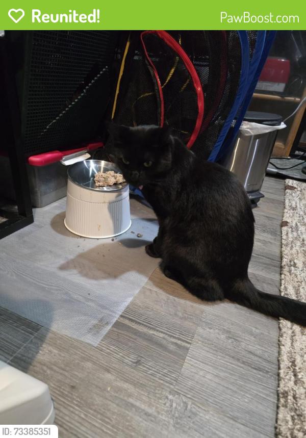 Reunited Male Cat last seen Juanita Drive NE Kirkland Finn Hill area., Kirkland, WA 98034