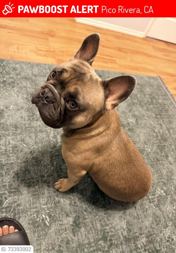 Lost Male Dog last seen Rosemead blvd and Maxine st, Pico Rivera, CA 90660
