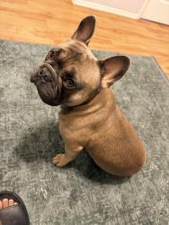 Lost Male Dog last seen Rosemead blvd and Maxine st, Pico Rivera, CA 90660