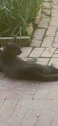 Lost Male Cat last seen Magnolia and Ellis, Fountain Valley, CA 92708