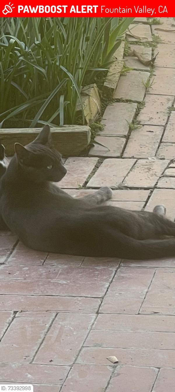 Lost Male Cat last seen Magnolia and Ellis, Fountain Valley, CA 92708