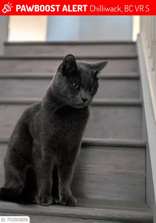Lost Male Cat last seen Circle drive, Chilliwack, BC V2R 2S4