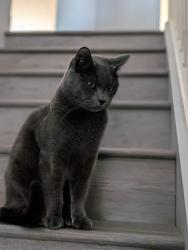 Lost Male Cat last seen Circle drive, Chilliwack, BC V2R 2S4