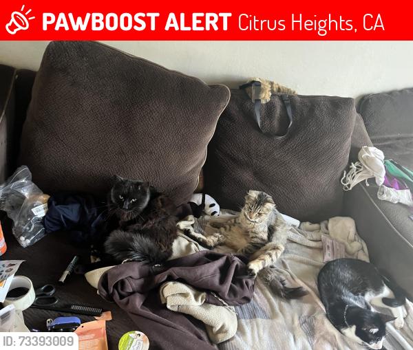 Lost Male Cat last seen Old auburn rd, Citrus Heights, CA 95610