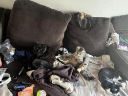 Lost Male Cat last seen Old auburn rd, Citrus Heights, CA 95610
