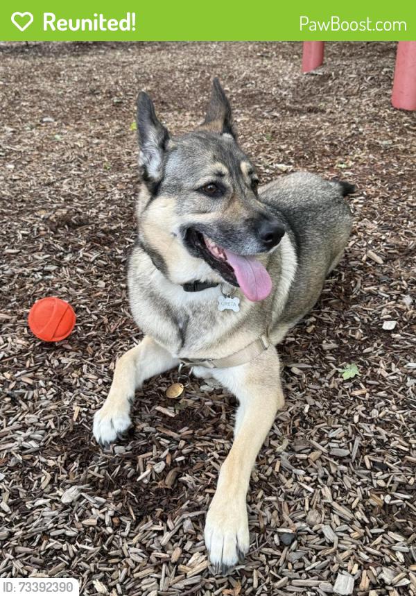 Reunited Female Dog last seen Daylily St, Sherwood, OR 97140