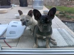 Reunited Unknown Dog last seen San Jose, CA, USA, San Jose, CA 95112