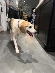 Reunited Female Dog last seen hutchinson blvd and arlington rd., Scarsdale, NY 10583
