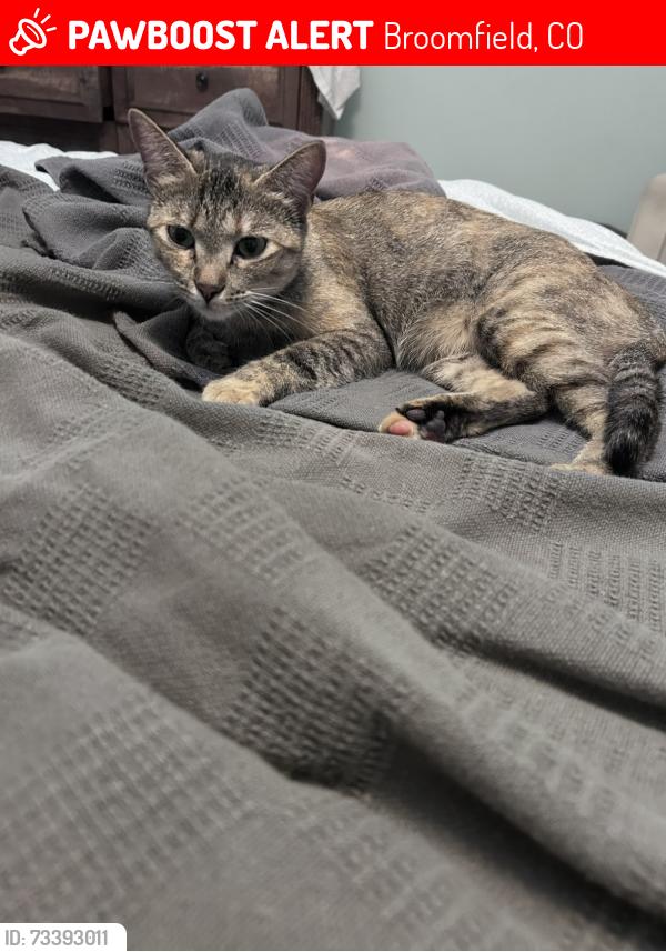 Lost Female Cat last seen Emerald elementary, Broomfield, CO 80020