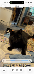 Lost Male Cat last seen Powhatan and Overbrook, Petersburg, VA 23805