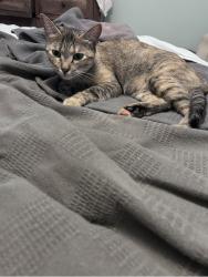 Lost Female Cat last seen Emerald elementary, Broomfield, CO 80020