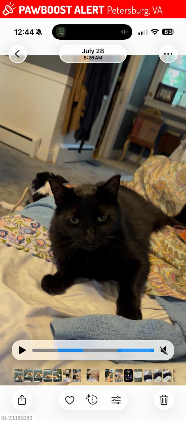 Lost Male Cat last seen Powhatan and Overbrook, Petersburg, VA 23805