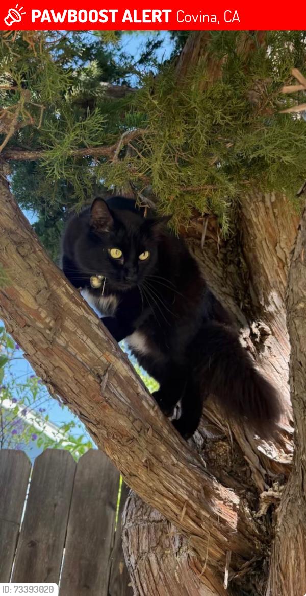 Lost Male Cat last seen Puente, Covina, CA 91724