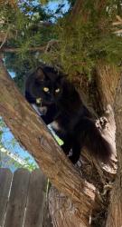 Lost Male Cat last seen Puente, Covina, CA 91724