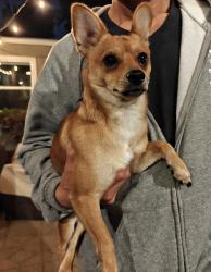 Found/Stray Male Dog last seen 13th & Santa clara, San Jose, CA 95112