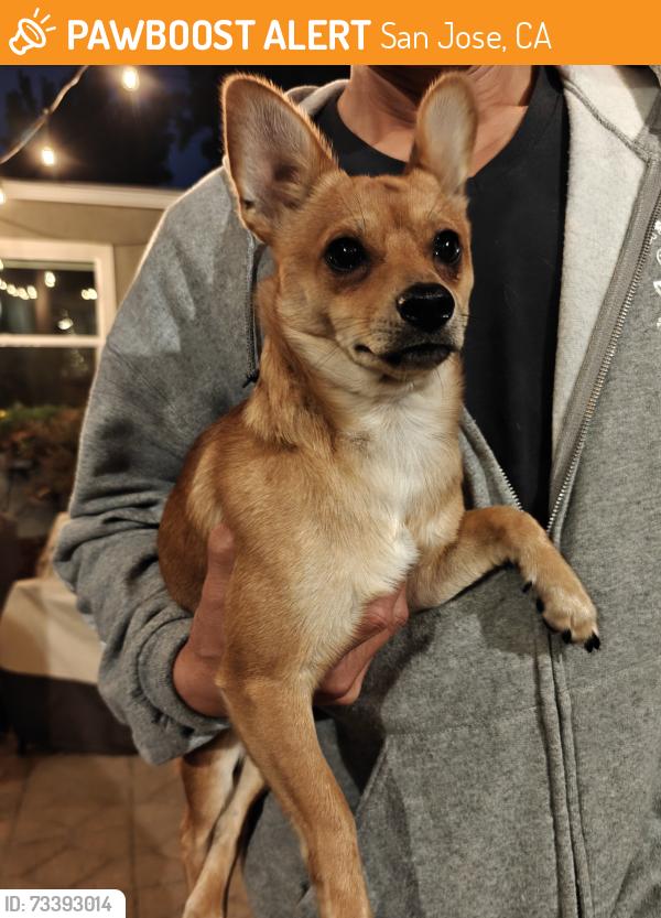 Found/Stray Male Dog last seen 13th & Santa clara, San Jose, CA 95112