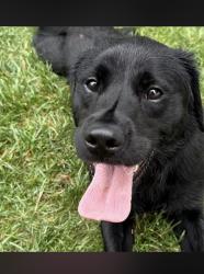 Lost Male Dog last seen Maryland Circle, Creagh Knoll, West Bradford Township, PA 19335