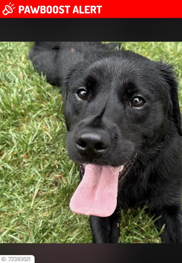Lost Male Dog last seen Maryland Circle, Creagh Knoll, West Bradford Township, PA 19335
